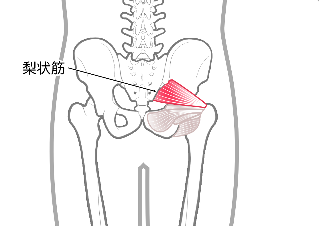 梨状筋のイラスト